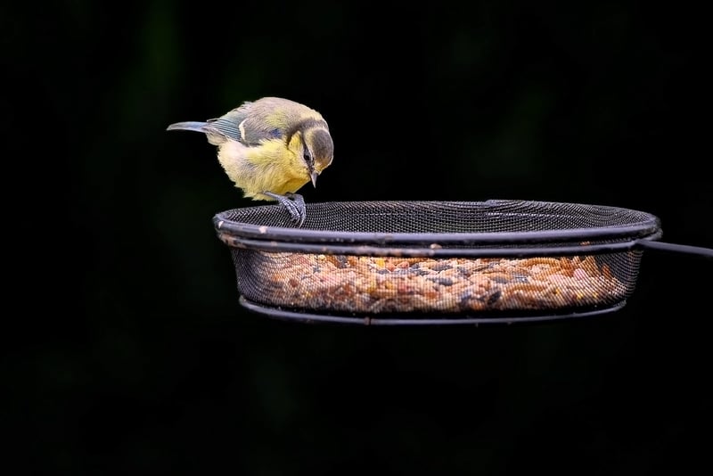 DIY bird feeders